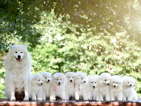 Lebaya Samojed