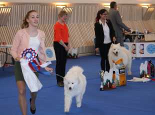 Juniorhandling Star Kategorie.jpg