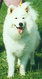 Funny Star de Belaya Kheta