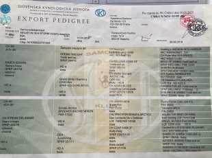 Aegaeon Sea Storm Violets Meadow Pp 1