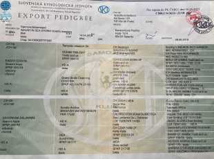 Aegaeon Sea Storm Violets Meadow Pp 2