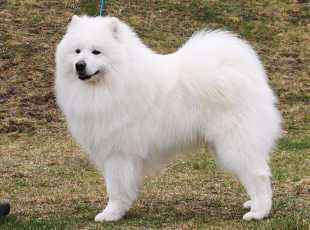 Aegaeon Sea Storm Violets Meadow 1