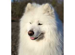 Aegaeon Sea Storm Violets Meadow 4