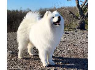 Aegaeon Sea Storm Violets Meadow 5