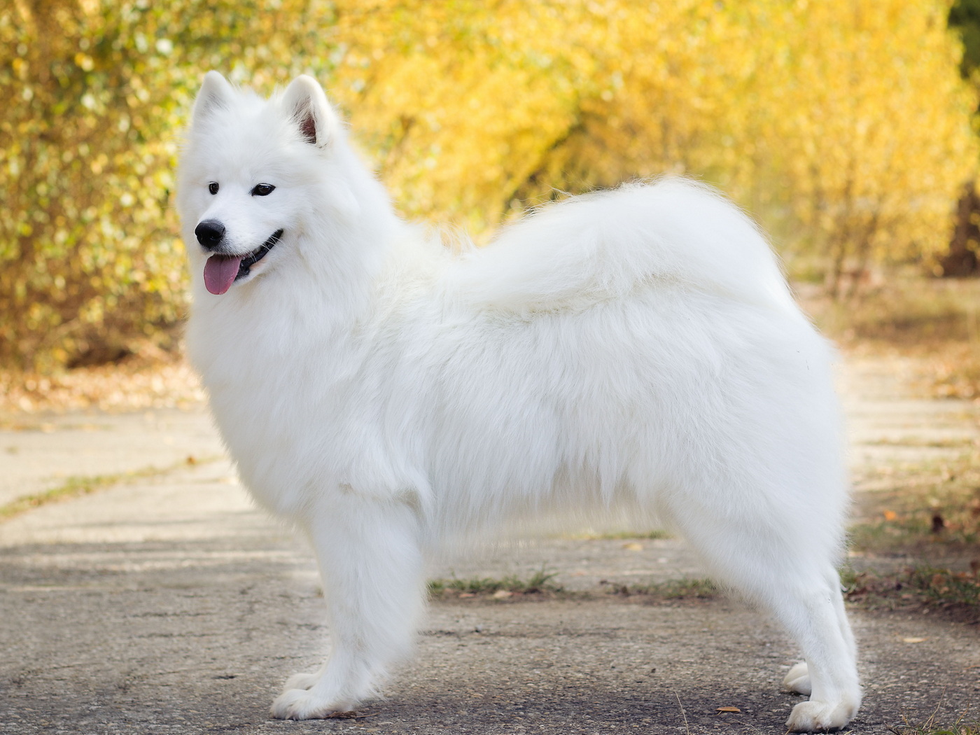 Airin Aika Lebaya Samoyed