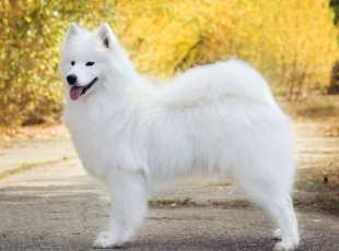 Airin Aika Lebaya Samoyed 1