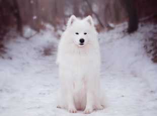 Airin Aika Lebaya Samoyed 2
