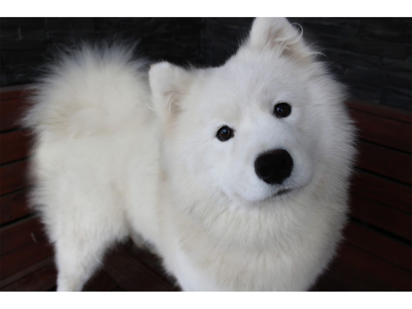 Amalia Alma Snow Sensation