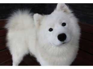 Amalia Alma Snow Sensation 1