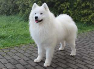 Baltazar Vlocka Z Beskyd 1