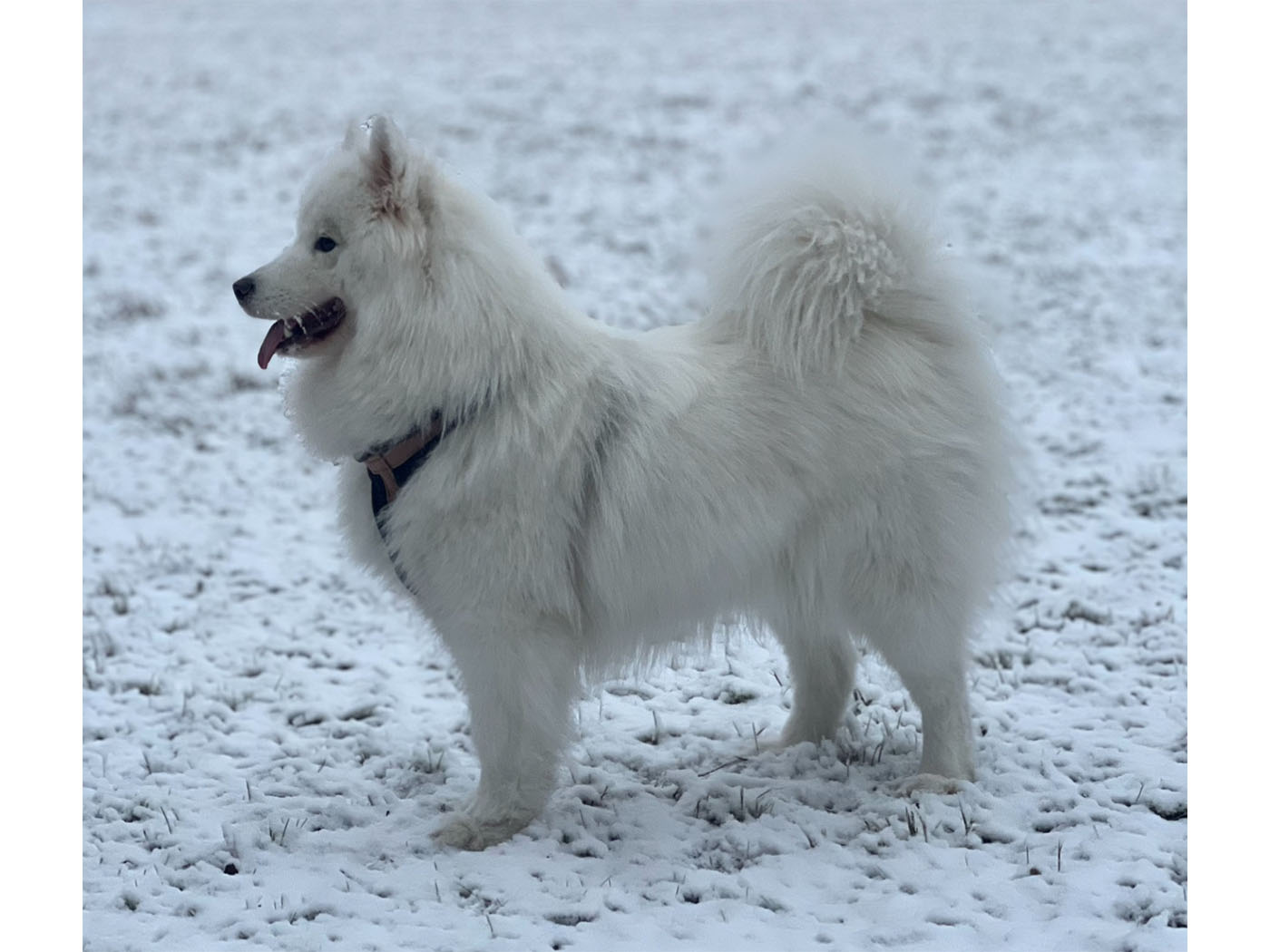 Blarthon Fantasy Bianca