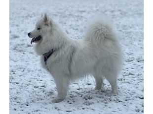 Blarthon Fantasy Bianca 1