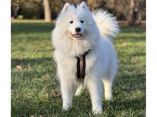 Blarthon Fantasy Bianca 2