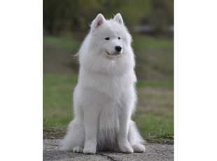 Blarthon Fantasy Bianca 3