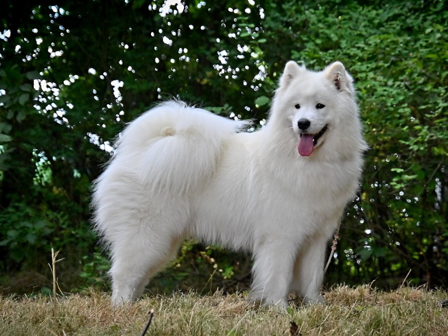 C hanel Kolombína Superstar