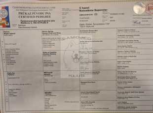 C Hanel Kolombina Superstar Pp 1