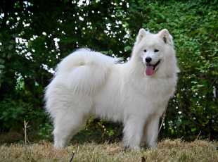 C Hanel Kolombina Superstar 1