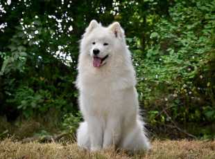 C Hanel Kolombina Superstar 2