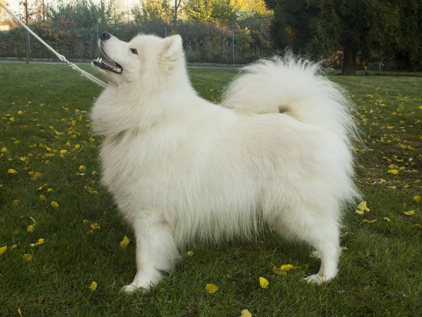 Count Roach od Trokavecké skály