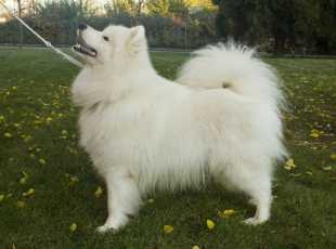 Count Roach Od Trokavecke Skaly 1