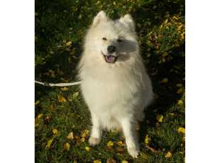 Count Roach Od Trokavecke Skaly 2