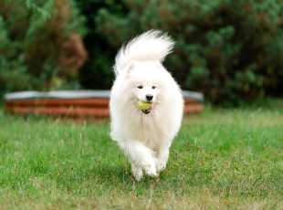 Count Roach Od Trokavecke Skaly 3