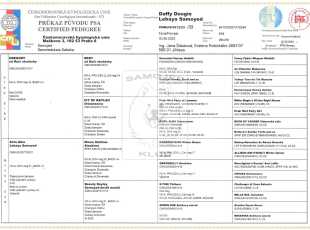 Daffy Doogie Lebaya Samoyed Pp 1