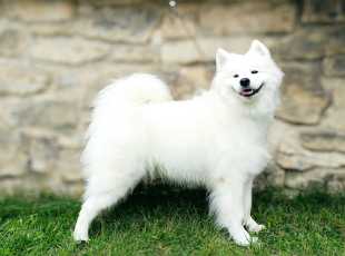 Daffy Doogie Lebaya Samoyed 1