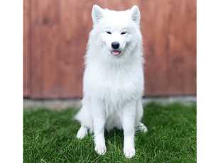 Daffy Doogie Lebaya Samoyed 2