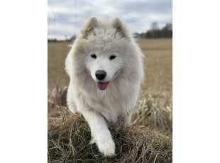 Darling Bonnie Winter Queen 2