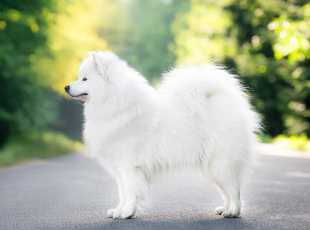 Debbie Delisa Lebaya Samoyed