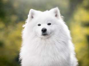 Debbie Delisa Lebaya Samoyed 2