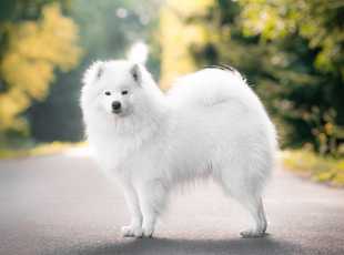 Debbie Delisa Lebaya Samoyed 3