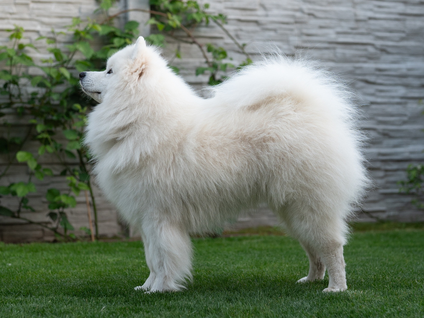 Duke Dionis Lebaya Samoyed