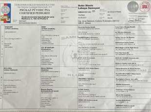 Duke Dionis Lebaya Samoyed Pp 1