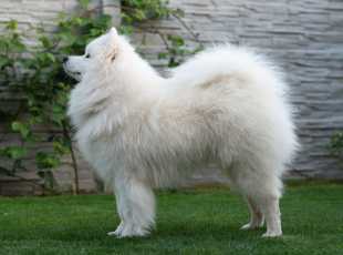 Duke Dionis Lebaya Samoyed 1