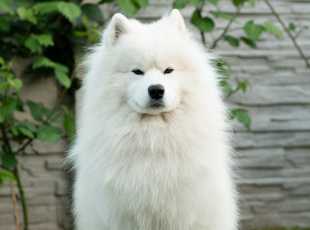 Duke Dionis Lebaya Samoyed 2