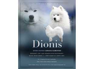 Duke Dionis Lebaya Samoyed 3
