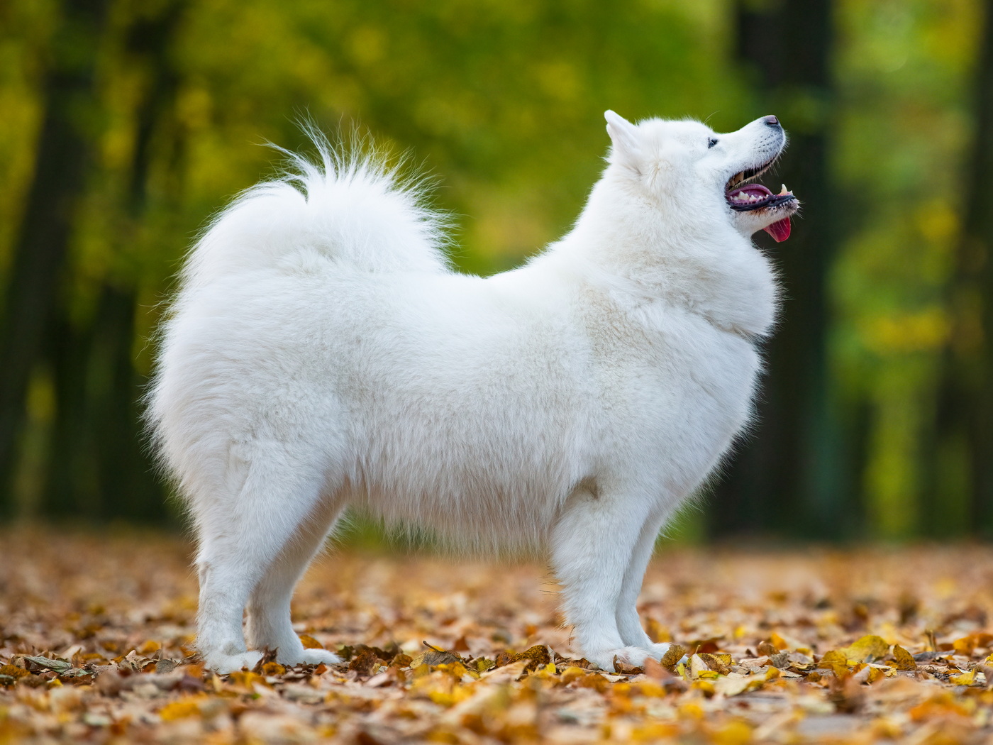 Estrellitas Elysia La torre roja