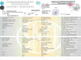 Estrellitas Elysia La Torre Roja Pp 1