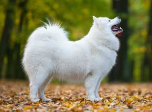 Estrellitas Elysia La Torre Roja 1