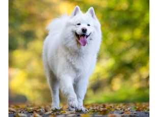 Estrellitas Elysia La Torre Roja 2