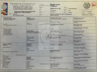 Ginger Luna Tikibara Pp 1