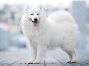 Ginger Luna Tikibara 1