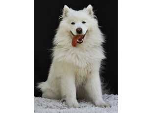 Ginger Luna Tikibara 2