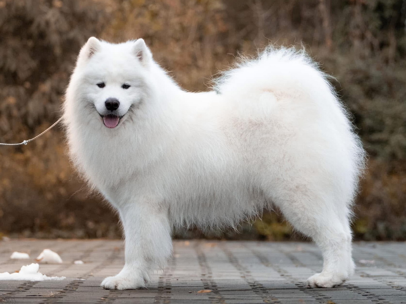 Golden Elaki Tikibara