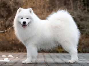 Golden Elaki Tikibara 1