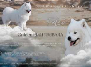 Golden Elaki Tikibara 2