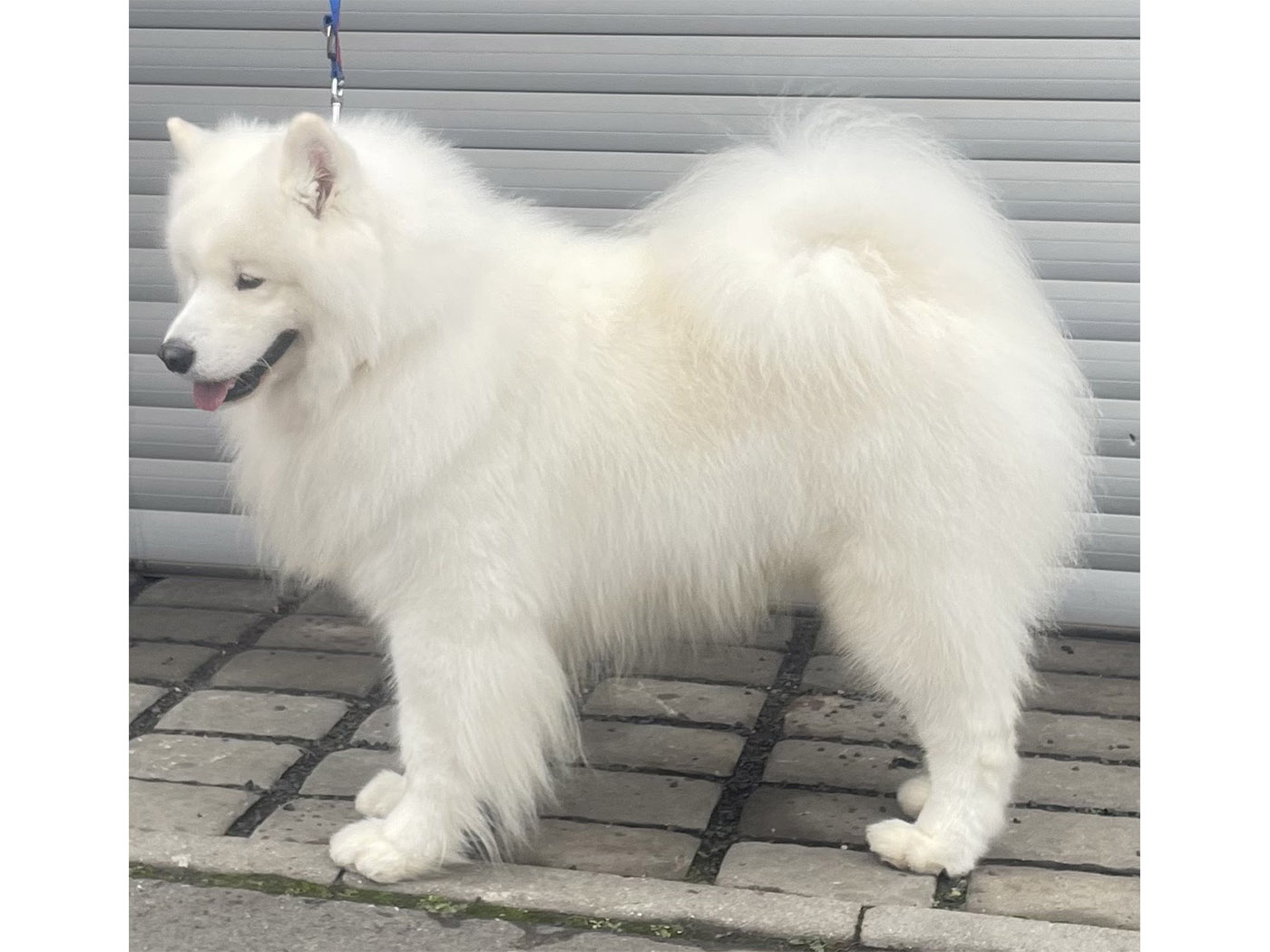 His Majesty Amaguk Yoshi and us