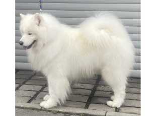 His Majesty Amaguk Yoshi And Us 1